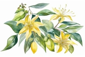 Organic Ylang Ylang Essential Oil (15ml)