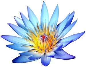 Organic Blue Lotus Absolute Oil (15ml)