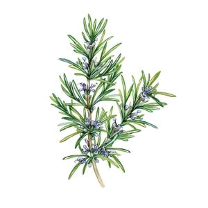 Organic Rosemary Essential Oil (15ml)